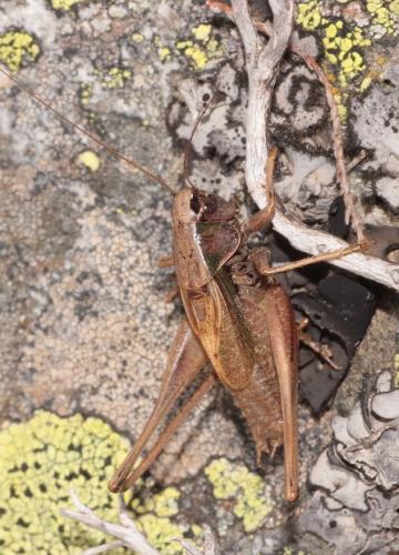 Metrioptera saussuriana